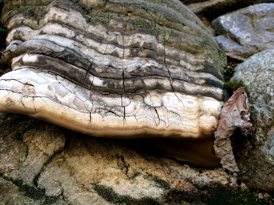Tree fungus - Nature of Kharv - Nishapur - 02 - 2014-03-13