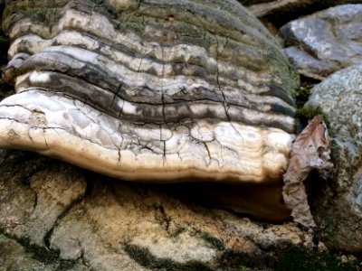 Tree fungus - Nature of Kharv - Nishapur - 02 - 2014-03-13
