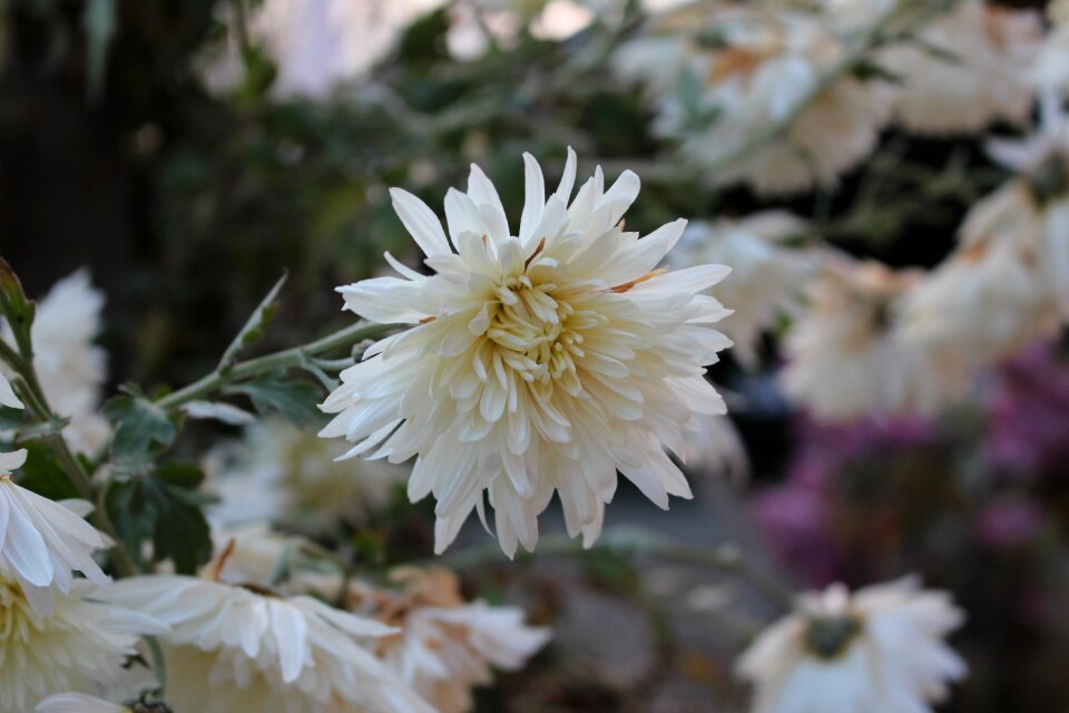 White nature pure