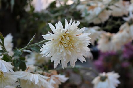 White nature pure