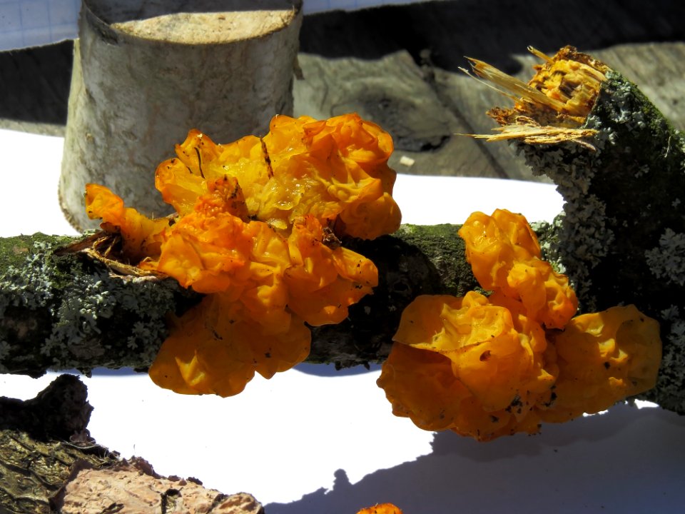 Tremella mesenterica Kiev2 photo