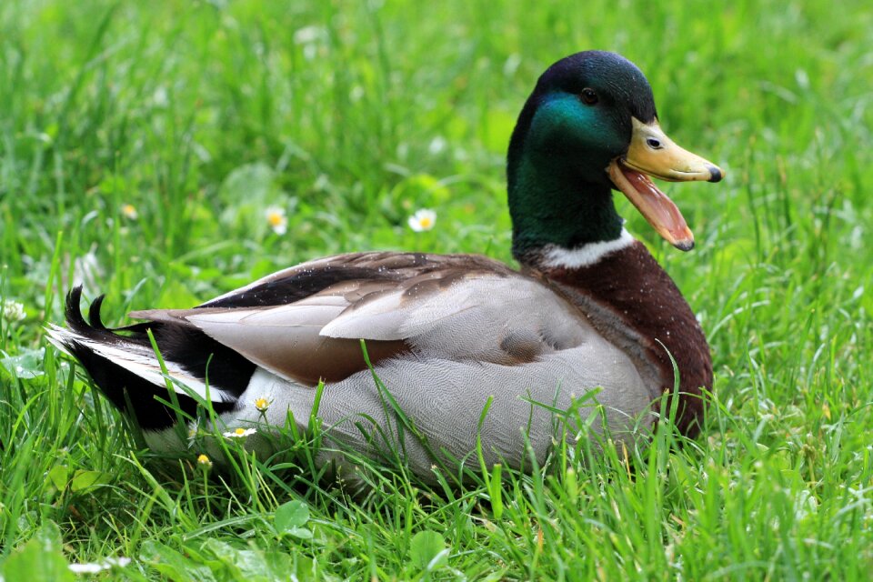 Nature duck water bird