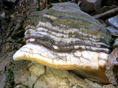 Tree fungus - Nature of Kharv - Nishapur - 01 - 2014-03-13