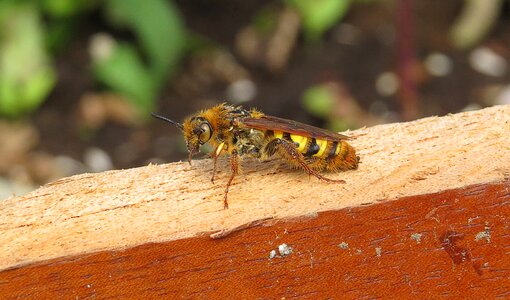 Insect wasp armenia photo