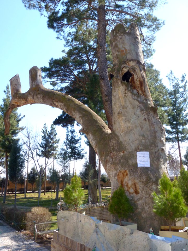 Trees in Qadamgah - Nishapur 01 - 2012-02-28