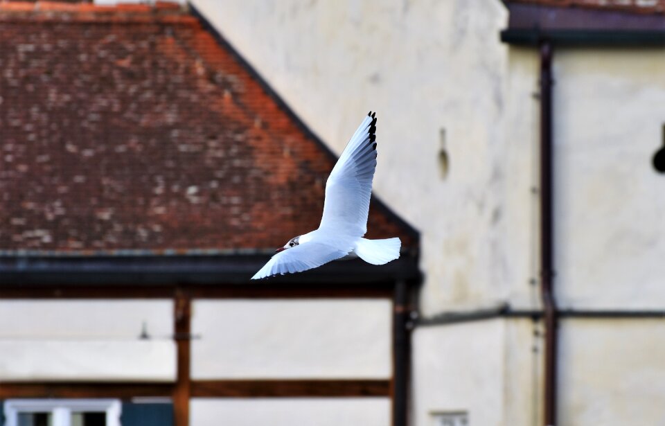 Water bird flight seevogel