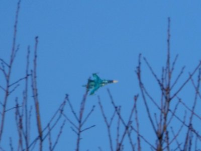 Trees and Su-34 (05)