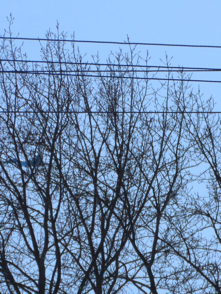 Trees and Su-34 (03)