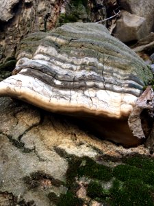 Tree fungus - Nature of Kharv - Nishapur - 03 - 2014-03-13