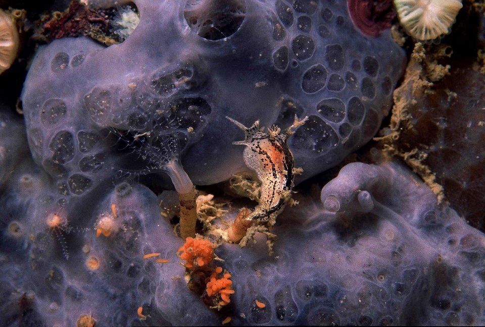 Tritonia manicata Deshayes, 1853 et polype de Clavularia crassa (Milne-Edwards, 1848)