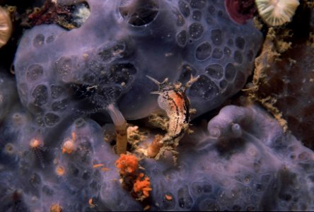 Tritonia manicata Deshayes, 1853 et polype de Clavularia crassa (Milne-Edwards, 1848)