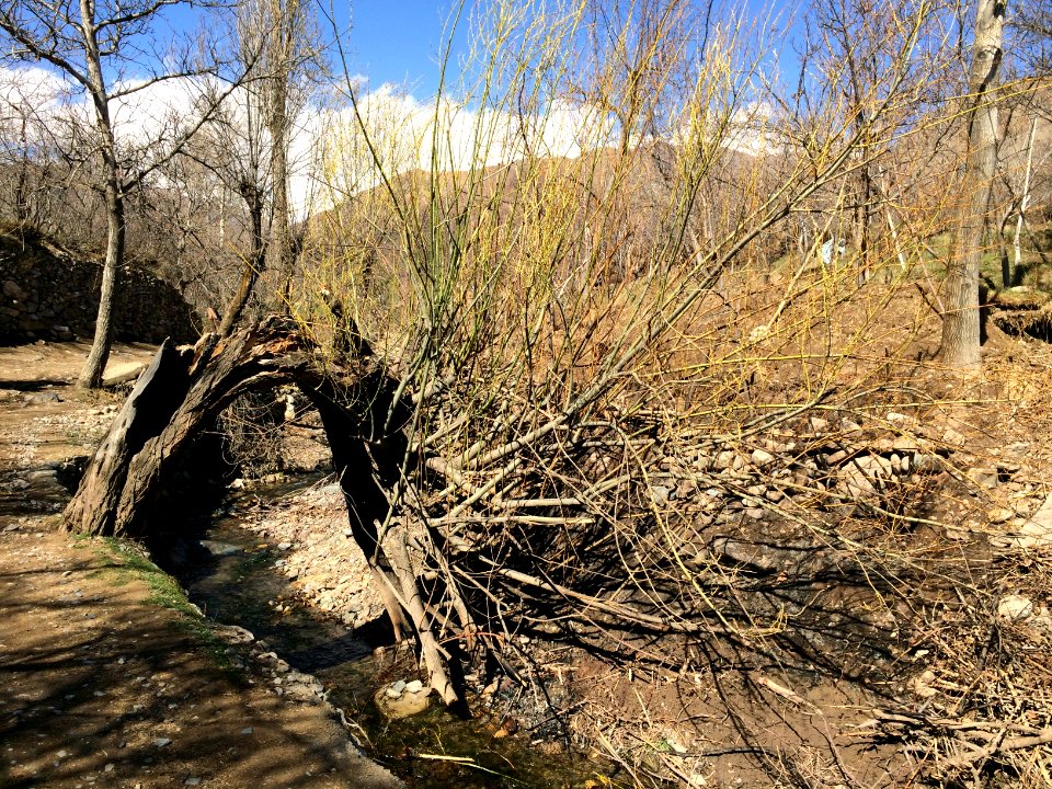 Trees in Kharv - Nishapur 04 - 2014-03-13