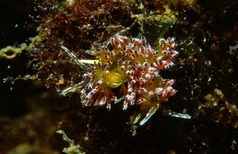 Trinchesia ocellata (Schmekel, 1966) 1