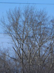 Trees and Su-34 (02)