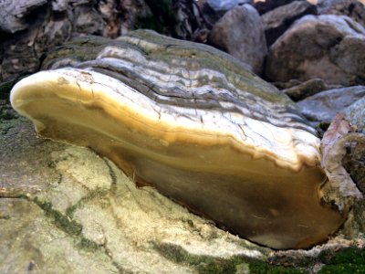 Tree fungus - Nature of Kharv - Nishapur - 04 - 2014-03-13