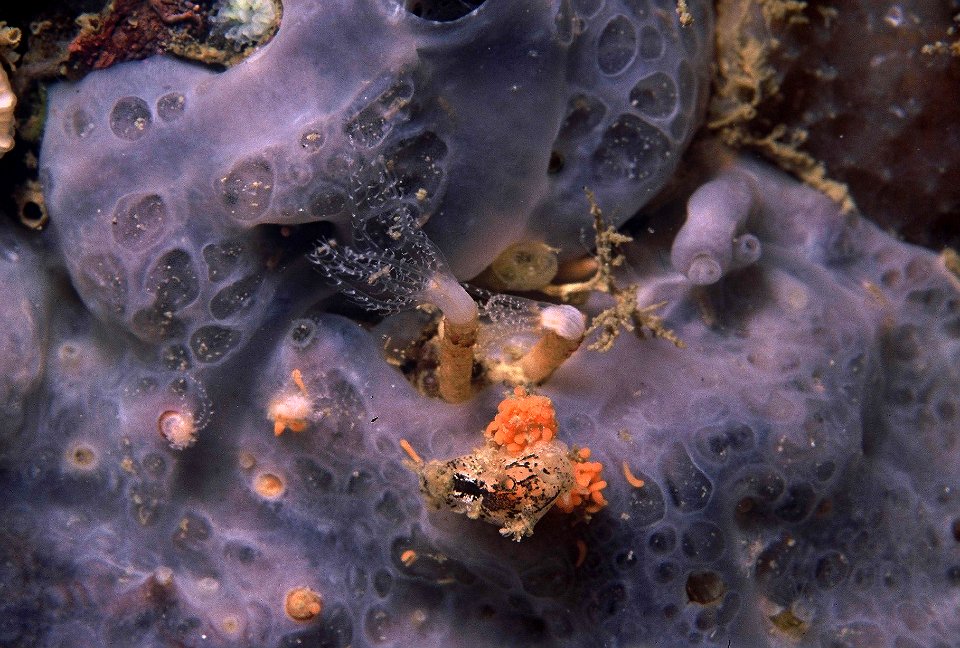 Tritonia manicata Deshayes, 1853 sur une ponte de Clavularia crassa (Milne-Edwards, 1848)