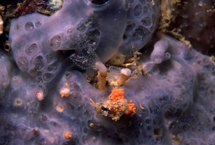 Tritonia manicata Deshayes, 1853 sur une ponte de Clavularia crassa (Milne-Edwards, 1848)
