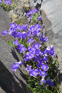 Spring flowers plant flowers