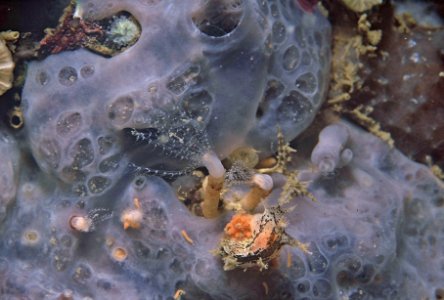 Tritonia manicata Deshayes, 1853, Clavularia crassa (Milne-Edwards, 1848) 1