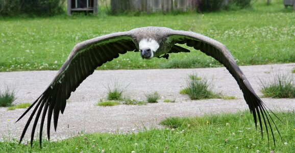 Grass wing vulture photo