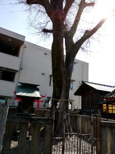Tennōbō Inari Shrine 20210310 03