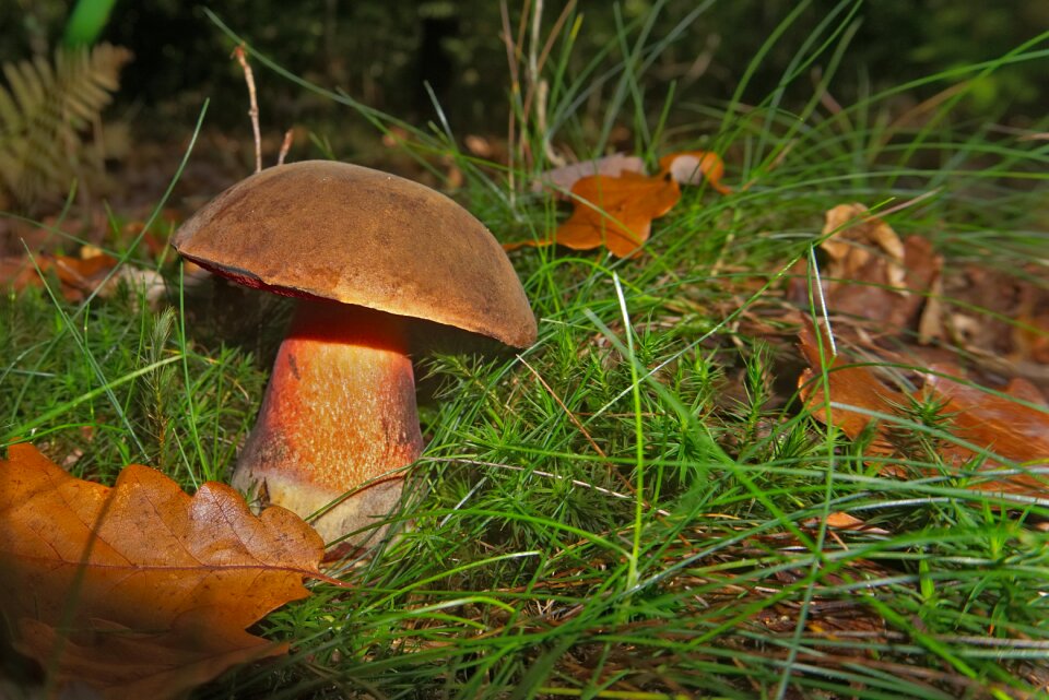 Fall collection forest