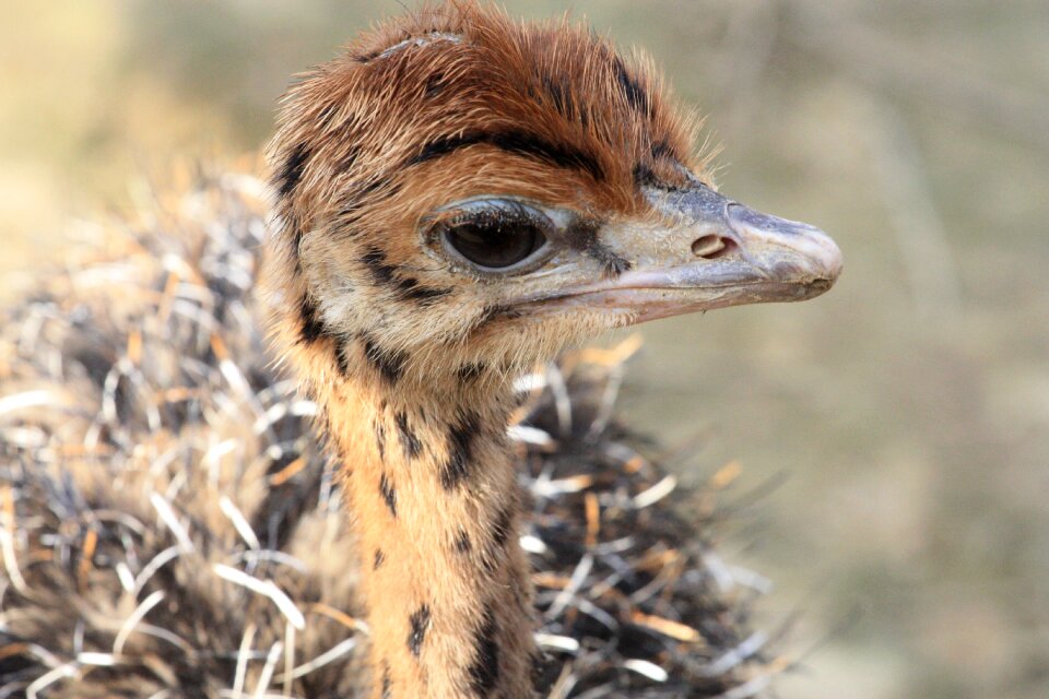 Animal world nature cute