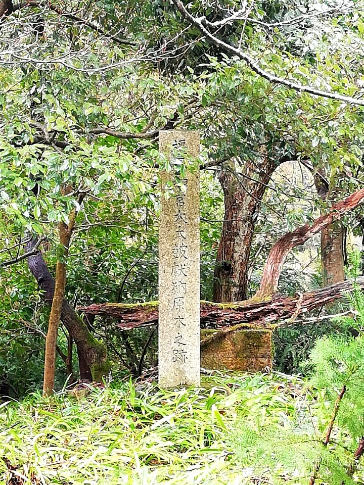 The monument of traces of a tree dedicated to Kashihara Shrine and used for Japanese drum 20210305 02