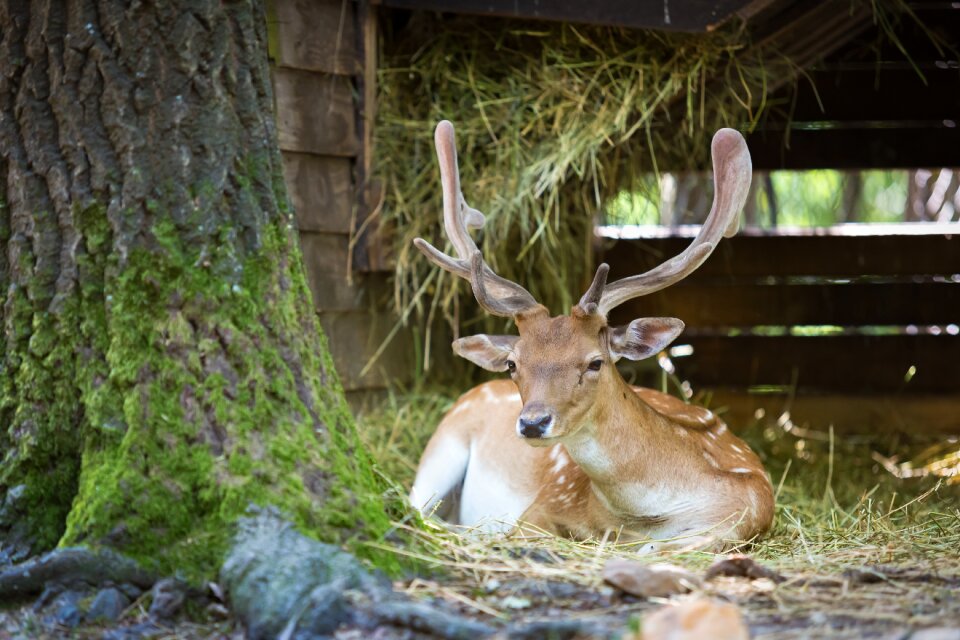 Nature forest fauna