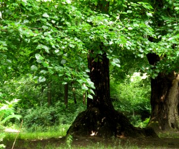 Tilia × euchlora Syrets4