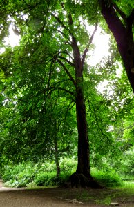 Tilia × euchlora Syrets1