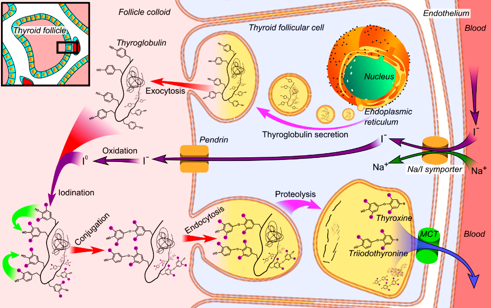 Thyroid hormone synthesis