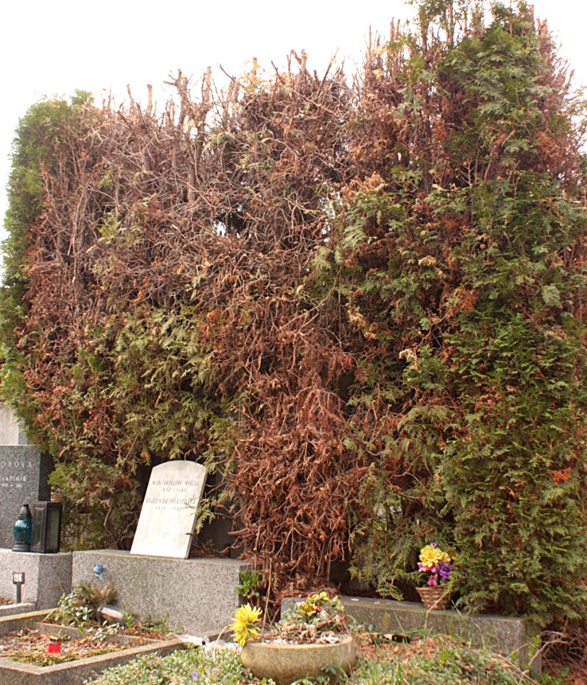 Thuja occidentalis disease