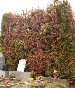 Thuja occidentalis disease
