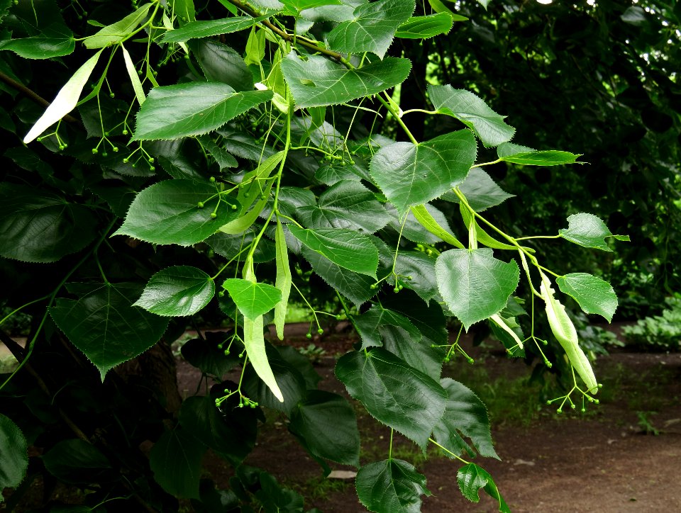 Tilia × euchlora Syrets2