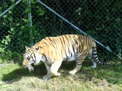 Tigre en el Zoofari, Cuernavaca, Morelos