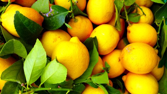 Juicy citrus freshness