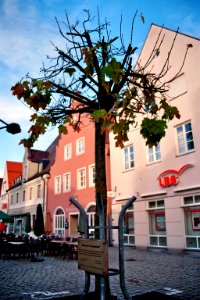 Schrobenhausen Baum der Freundschaft 1