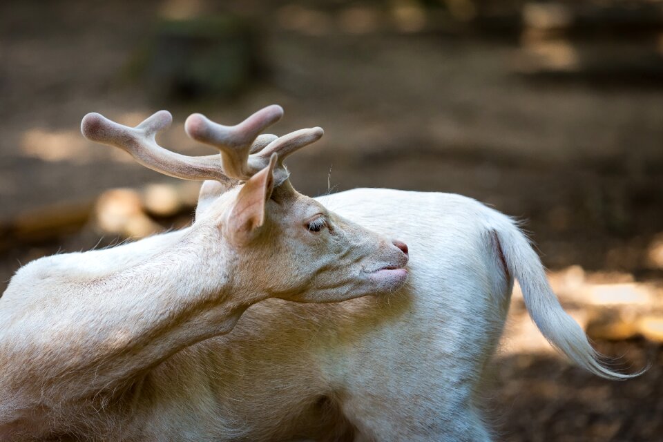Animal nature forest