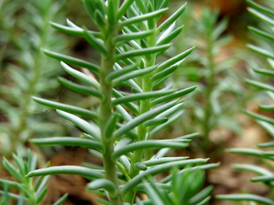 Sedum rupestre Kiev3