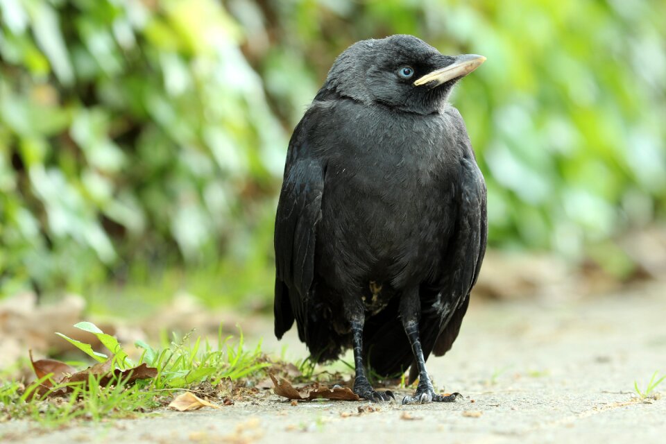 Young jackdaw jackdaw precocial