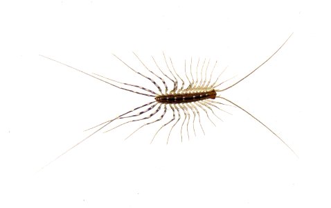 Scutigera coleoptrata Kiev