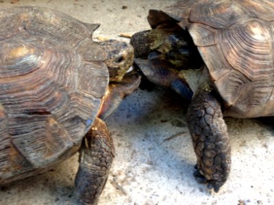 Tortoise fight