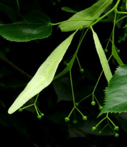 Tilia × euchlora Syrets3
