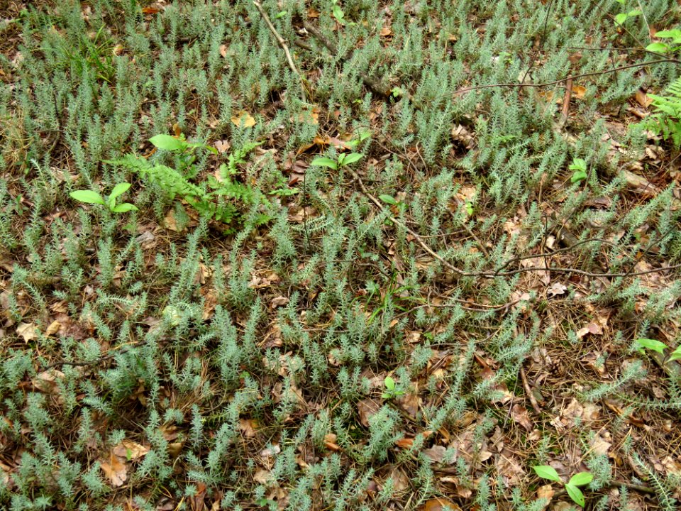 Sedum rupestre Kiev1