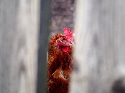 Farm poultry free running