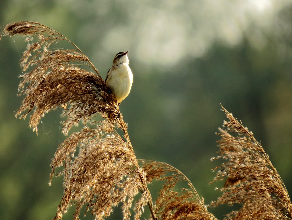 Sedge Warbler Kiev