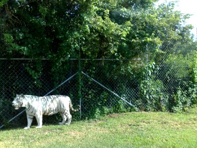 Tigre blanco en el Zoofari, Cuernavaca, Morelos