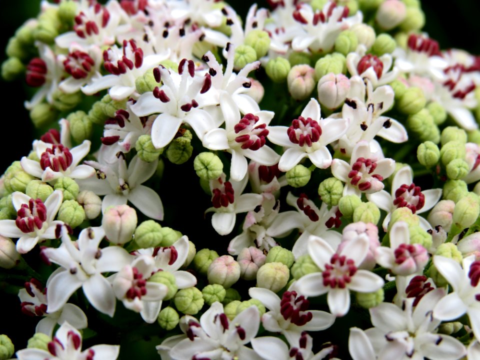 Sambucus ebulus Kiev3