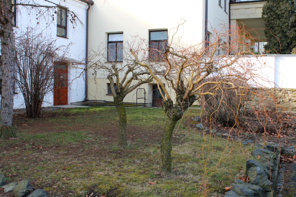 Salix matsudana 5309